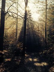 Herbstwald I