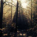 Herbstwald I