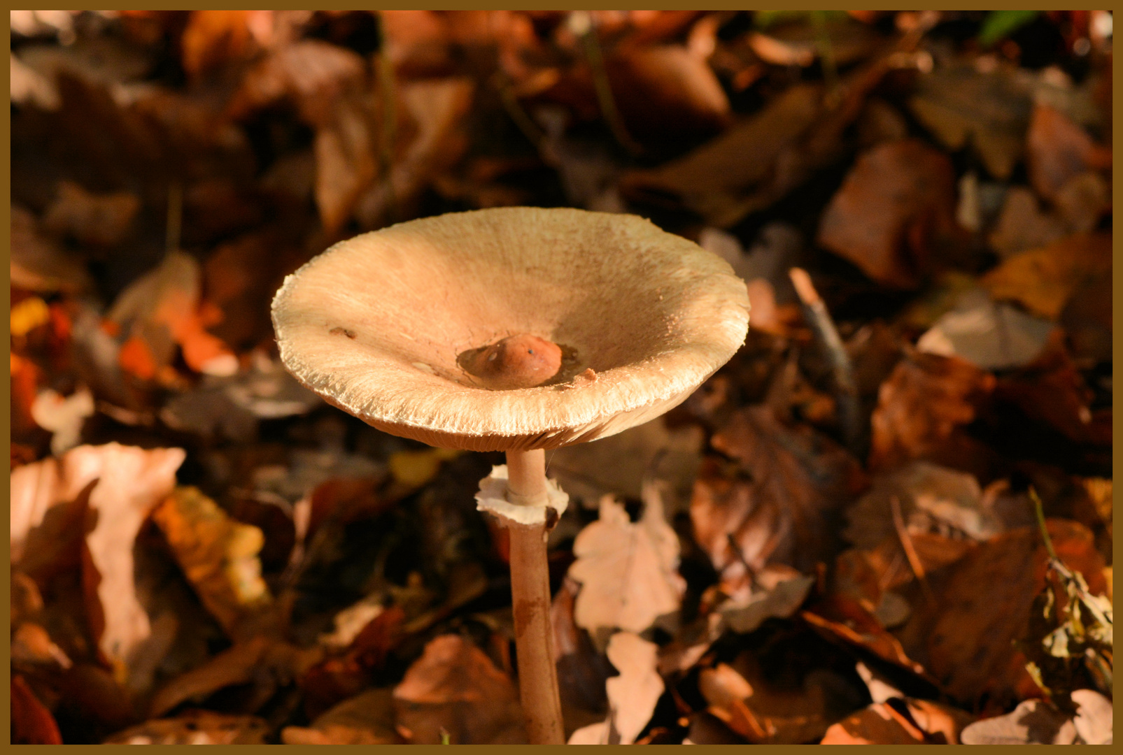 Herbstwald I.