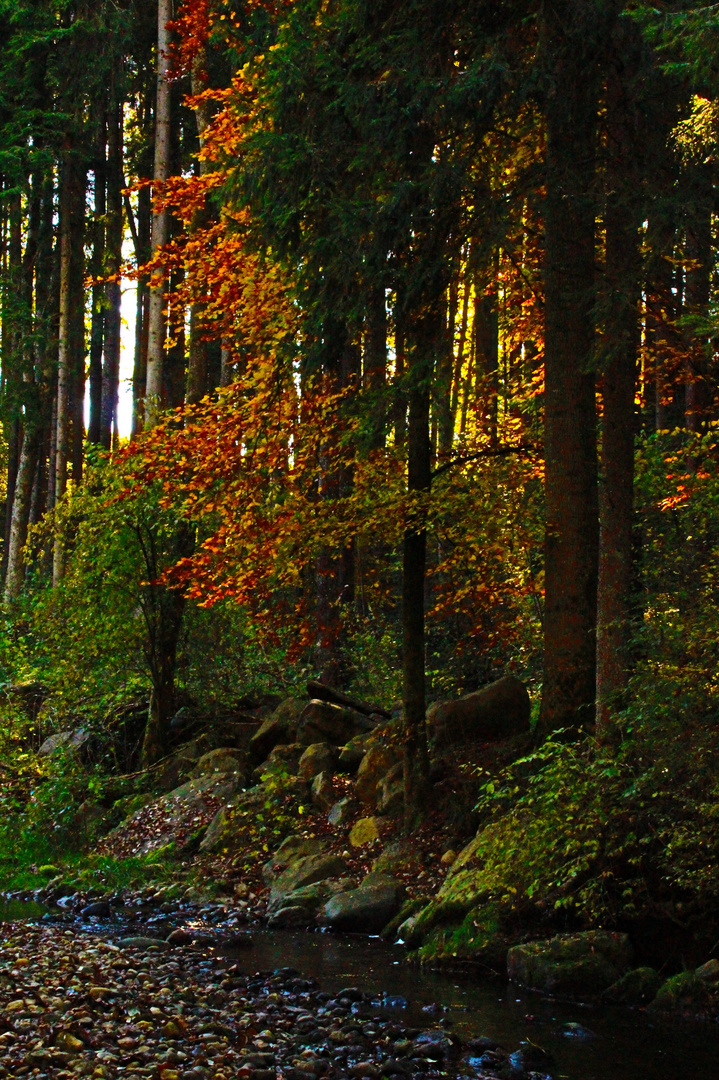 Herbstwald I
