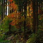 Herbstwald I