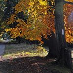 Herbstwald - I -