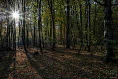 Herbstwald I