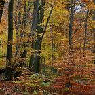 Herbstwald I