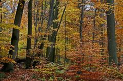 Herbstwald I