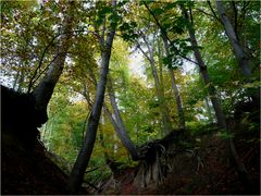 Herbstwald I