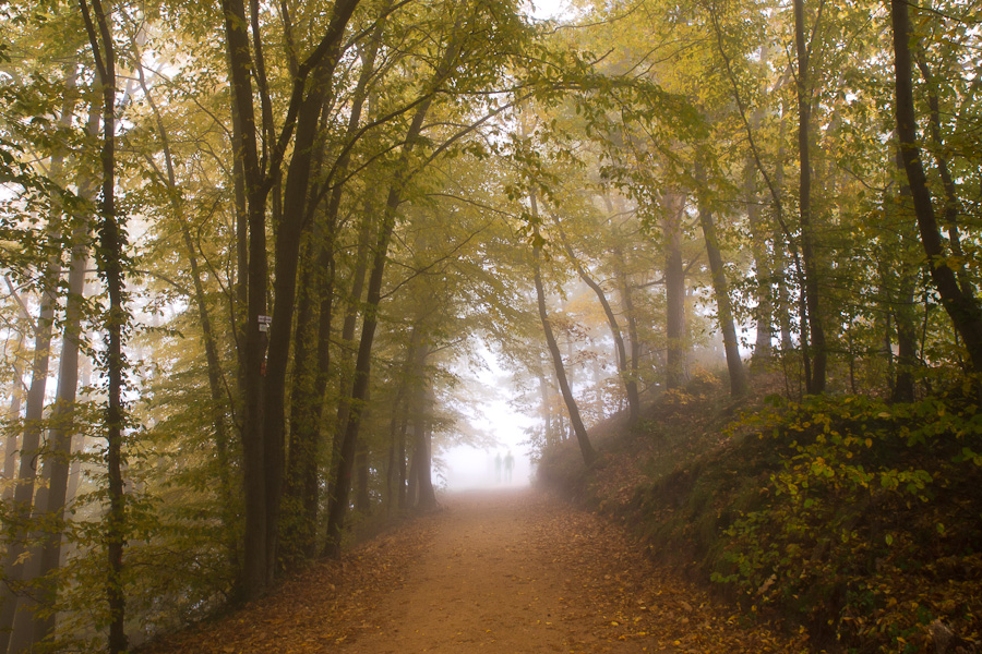 Herbstwald I