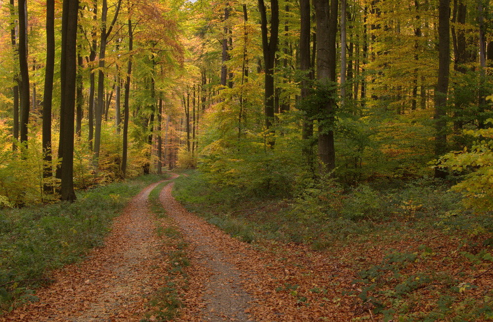 Herbstwald II