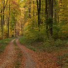 Herbstwald II