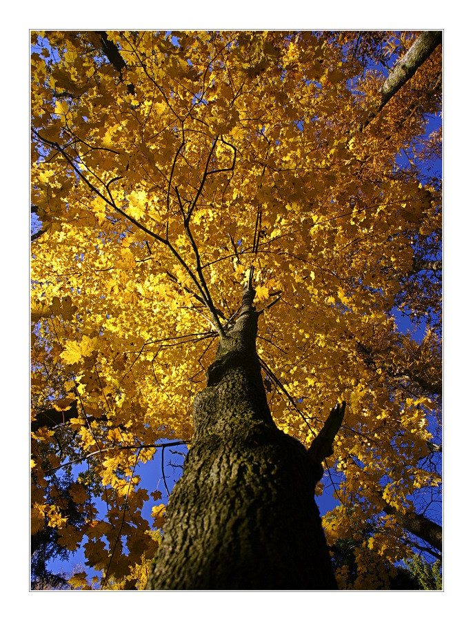 Herbstwald II