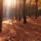 Herbstwald II