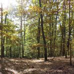 Herbstwald II