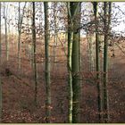 Herbstwald II