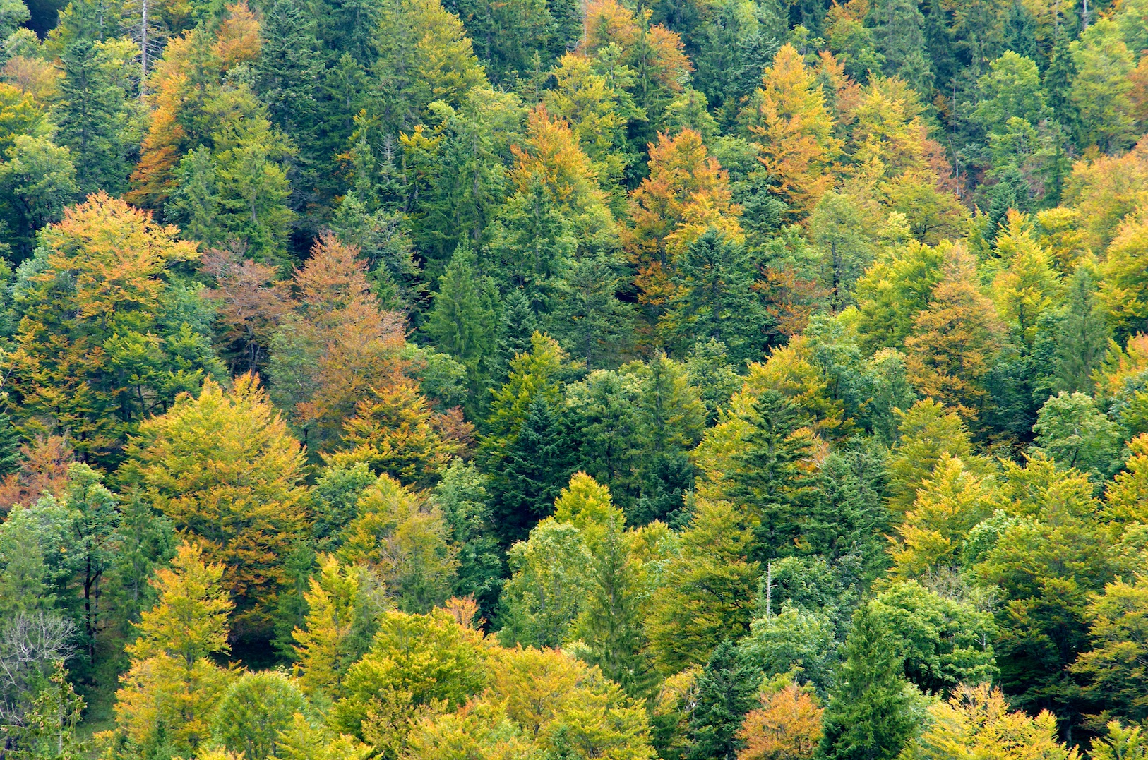 Herbstwald II