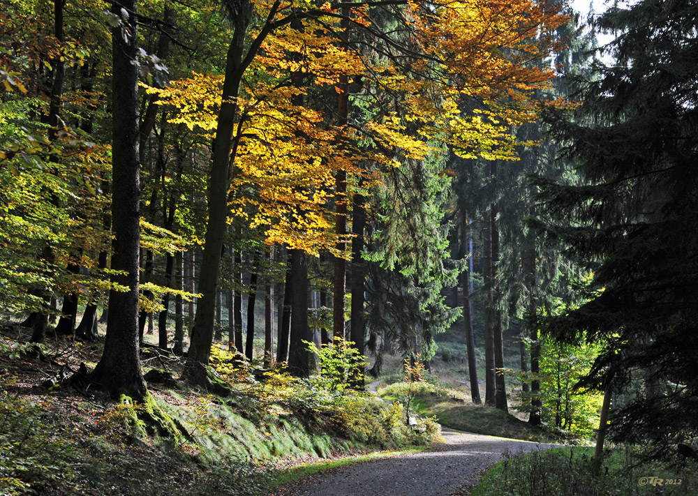 Herbstwald - II -