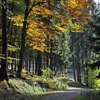 Herbstwald - II -