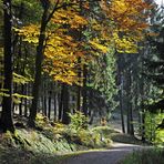 Herbstwald - II -