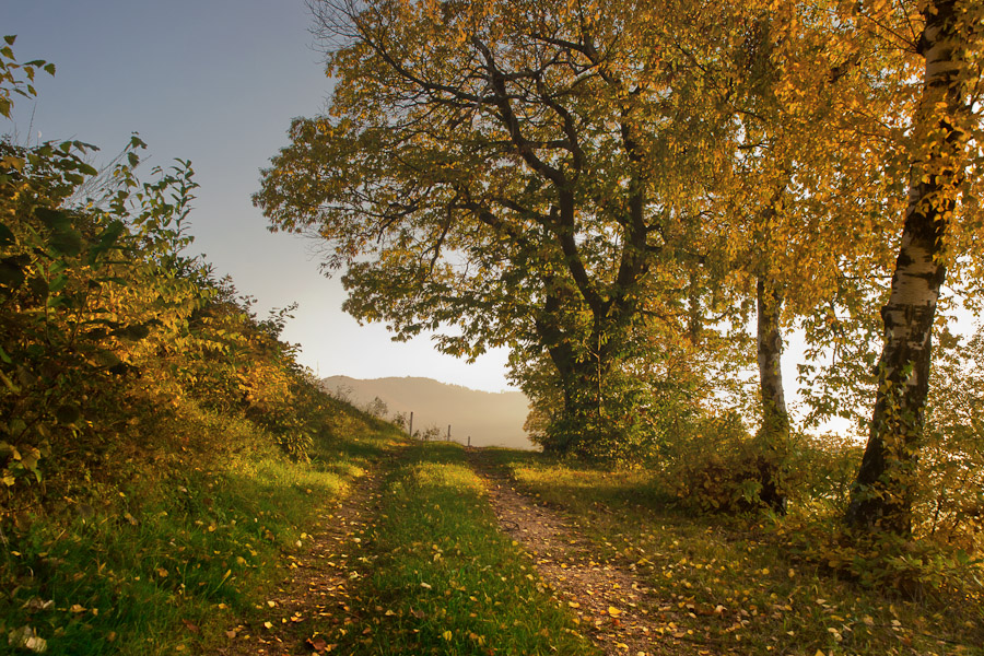 Herbstwald II