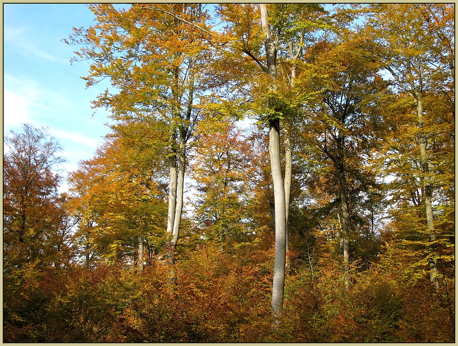 Herbstwald II