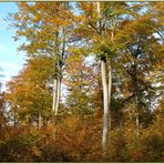 Herbstwald II