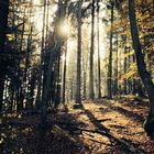 Herbstwald II