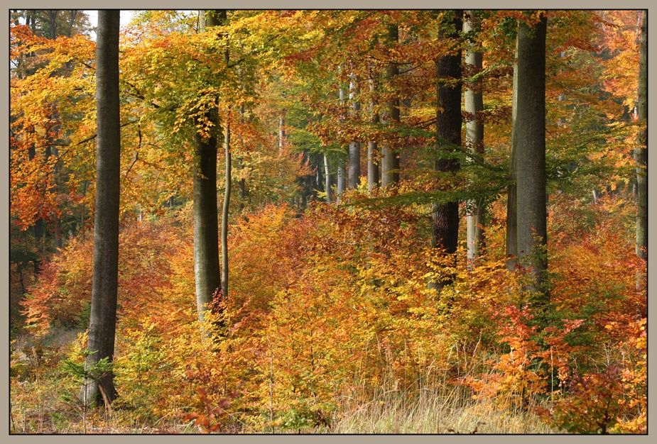 Herbstwald II