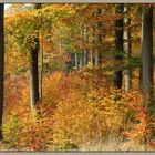 Herbstwald II