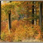 Herbstwald II