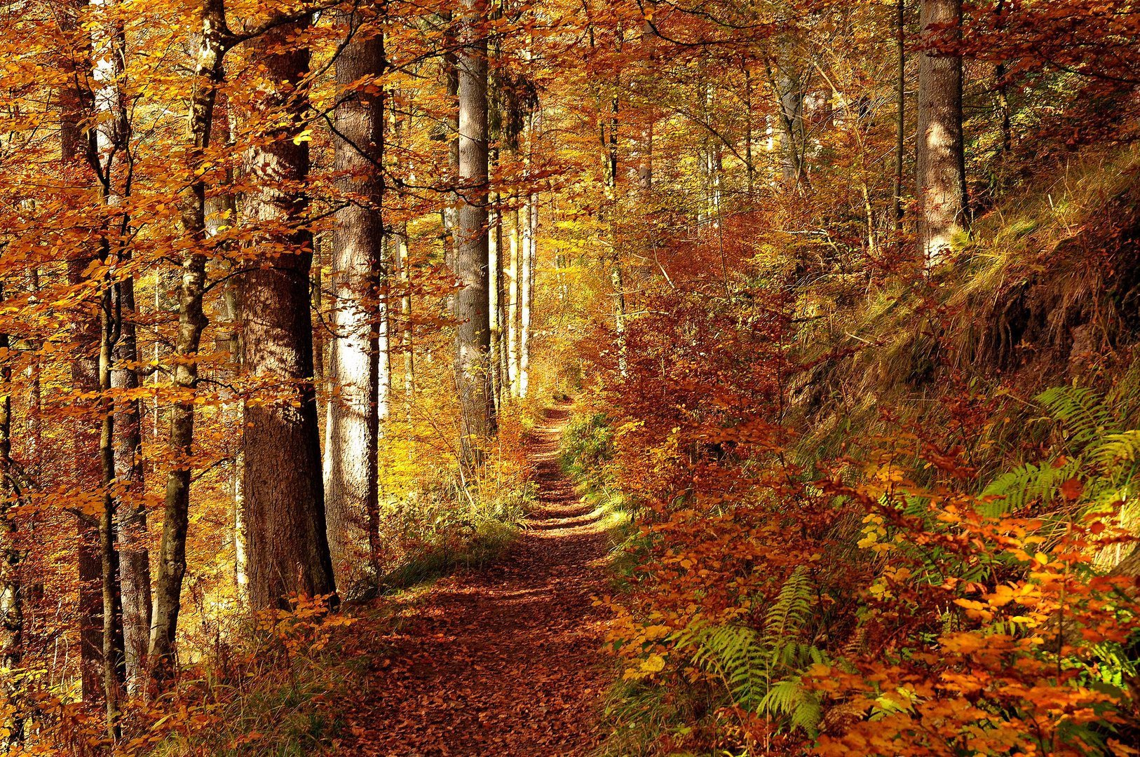 Herbstwald II