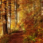 Herbstwald II