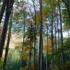 Herbstwald II