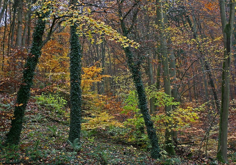 Herbstwald II