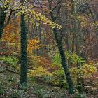 Herbstwald II