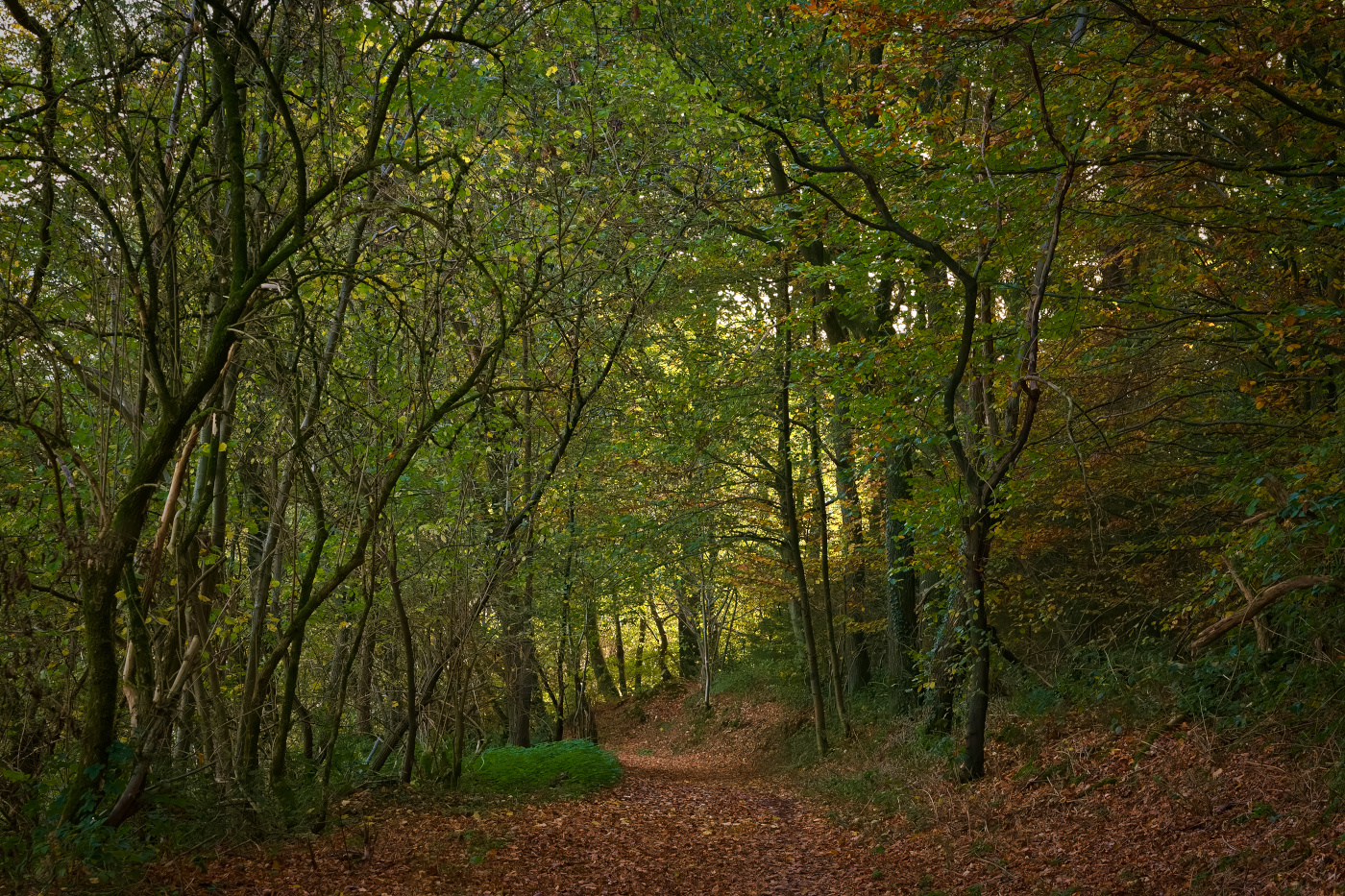 Herbstwald II