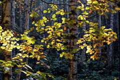 Herbstwald II