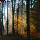 Herbstwald II