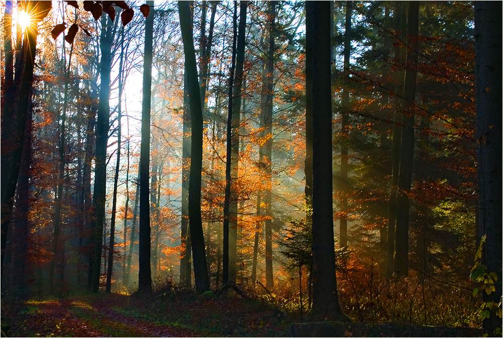 Herbstwald II