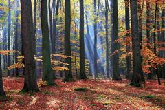 Herbstwald II