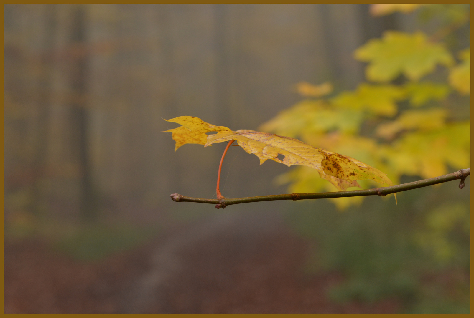 Herbstwald II