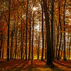 Herbstwald III