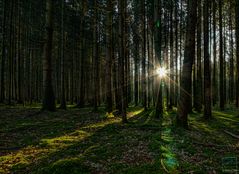 Herbstwald III