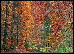 Herbstwald III