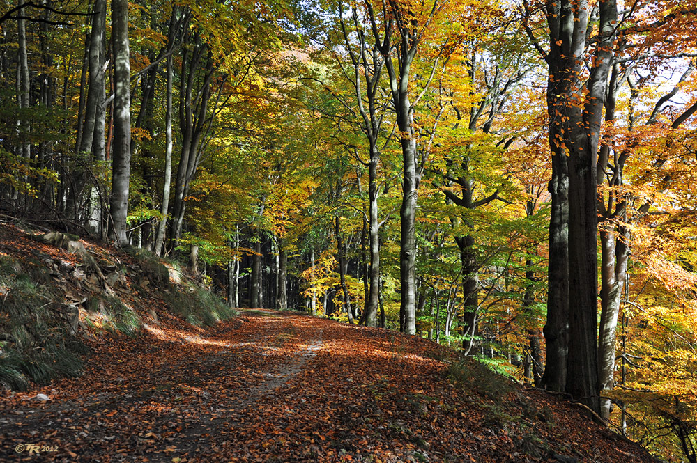 Herbstwald - III -