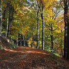 Herbstwald - III -