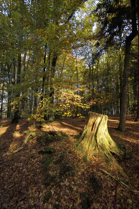 Herbstwald im Altmühltal