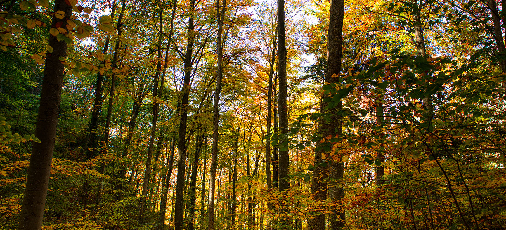 Herbstwald im Baselbiet