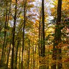 Herbstwald im Baselbiet