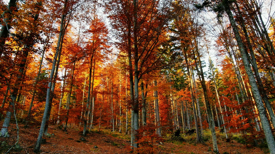 Herbstwald im Bayerischen Wald