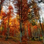 Herbstwald im Bayerischen Wald