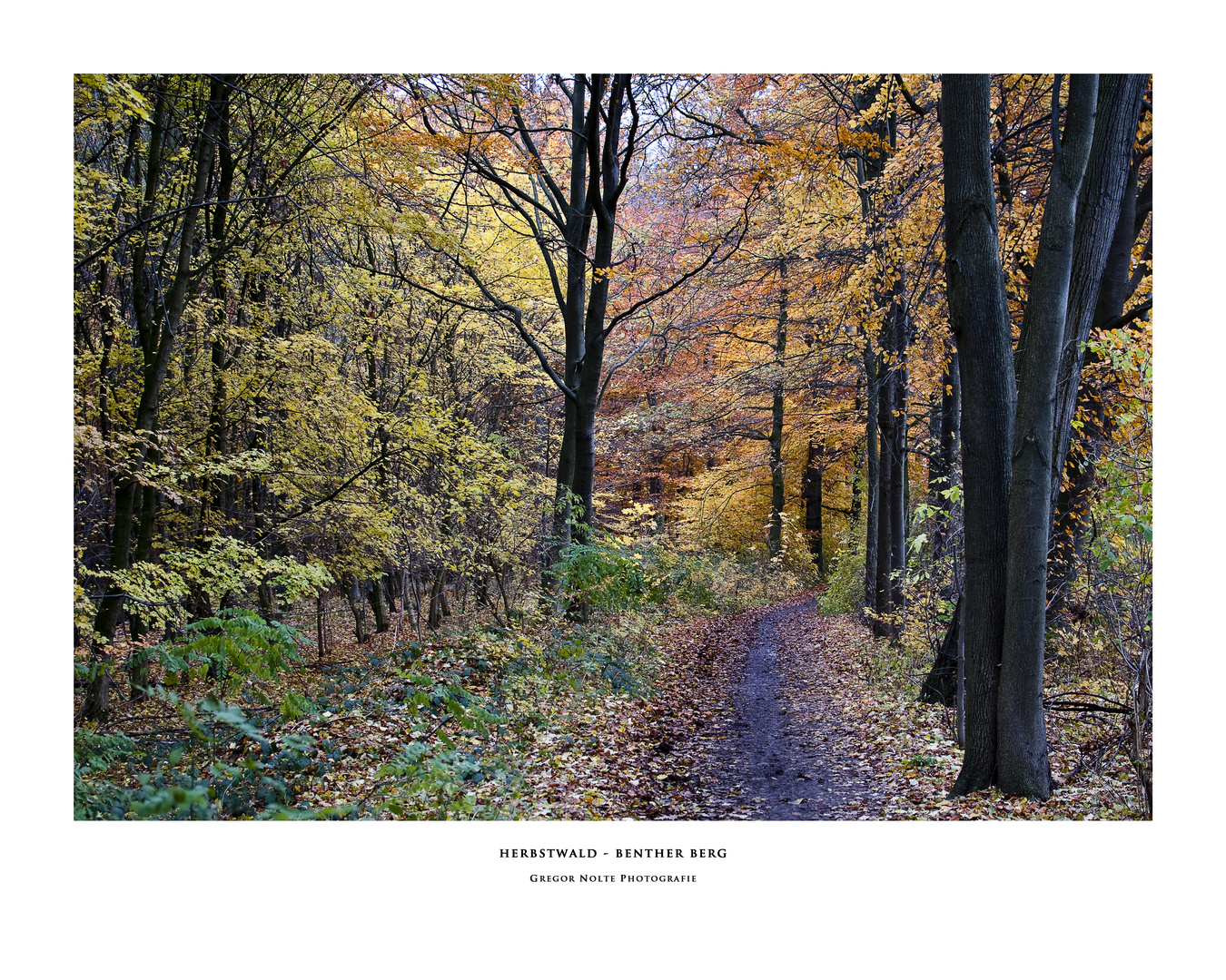 Herbstwald im Benther Berg
